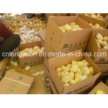 Nueva temporada de Shandong Origin Fresh Potato